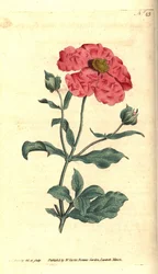 Cistus - Hoary cistus rose gold cistus, Cistus incanus. James Sowerbyn käsinvärinen kuparikaiverrus ja kasvitieteellinen kuvitus William Curtisin The Botanical Magazinesta, Lambeth Marsh, Lontoo