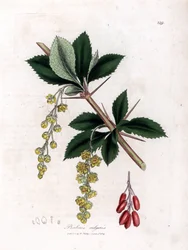 Harvinainen haponmarja - Tavallinen haponmarja, Berberis vulgaris. Käsinvärinen kuparilevykaiverrus James Sowerbyn kasvitieteellisestä kuvituksesta William Woodvillesta ja Sir William Jackson Hookerin "" Medical Botany" -teoksesta, John Bohn, Lontoo