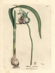 Tavallinen viljelty valkosipuli, Allium sativum