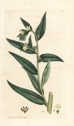 Common Gromwell, Lithospermum officinale (Gremil officinal) Käsinvärinen kuparikaiverrus James Sowerbyn kuvituksen jälkeen James Smithin Englannin kasvitieteellisestä lehdestä Lontoossa