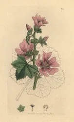Malva, Malva sylvestris Käsinvärinen kuparikaiverrus James Sowerbyn piirustuksen mukaan James Smithin englantilaiseen kasvitieteeseen