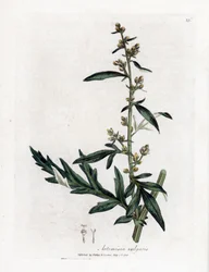 Harvinainen tai mautonta saliharja - Mugwort, Artemisia vulgaris. Käsinvärinen kuparilevykaiverrus James Sowerbyn kasvitieteellisestä kuvituksesta William Woodvillesta ja Sir William Jackson Hookerin "" Medical Botany" -teoksesta, John Bohn, Lontoo