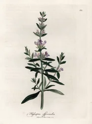 Kompendiaalinen iisoppi. Käsinvärjätty kuparikaiverrus James Sowerbyn (1757-1822) piirroksesta Botanique Medicinalessa