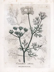Korianteri (Coriandrum sativum). Käsinvärjätty kuparikaiverrus James Sowerbyn kuvituksesta. Ote William Woodvillen ja Sir William Jackson Hookerin kirjasta "" Botanique medicale"" 1832. Väsymätön Sowerby (1757-1822) veti enemmän kuin