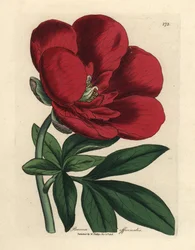 Crimson pioni, Paeonia officinalis