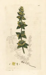 Ristimato tai sileä olki, Cruciata laevipes (Galium cruciatum). Käsinvärinen kuparikaiverrus James Sowerbyn kuvituksen jälkeen James Smithin Englannin kasvitieteellisestä lehdestä Lontoossa
