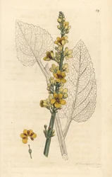 Tummatulikukka, Verbascum nigrum (black molene). Käsin väritetty kuparipiirros James Sowerbyn kuvituksen mukaan James Smithin teoksesta English Botany, Lontoo