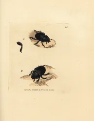 Dor-kuoriainen tai maata tyrvyttävä lantakuoriainen, Geotrupes puncticollis (Scarabaeus spiniger). James Sowerbyn käsinvärinen kuparikaiverrus The British Miscellanysta tai värillisiä hahmoja uusista, harvinaisista tai vähän tunnetuista eläimistä.