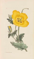 Englantilainen kasvitiede, 1790-1800.