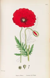 Englantilainen kasvitiede, 1790-1800.