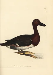 Rusnasotka, Aythya nyroca (Anas nyroca, olive-tufted duck). James Sowerbyn käsin väritetty kuparipiirros teoksesta The British Miscellany, or Coloured figures of new, rare, or little known animal subjects.