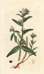 Field gromwell, Buglossoides arvensis (Lithospermum arvense) (Gremil des champs) Käsinvärinen kuparikaiverrus James Sowerbyn piirustuksen jälkeen James Smithin Englannin kasvitieteestä, Lontoo