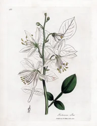 Fraxinelle - Valkoinen fraxinella tai basard dittany, Dictamnus albus. Käsinvärinen kuparilevykaiverrus James Sowerbyn kasvitieteellisestä kuvituksesta William Woodvillesta ja Sir William Jackson Hookerin "" Medical Botany" -teoksesta, John Bohn, Lontoo