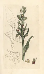 Sammakkoorkidea, Dactylorhiza viridis (Frog satyrion tai orchis, Satyrium viride). Käsinvärinen kuparikaiverrus James Sowerbyn kuvituksen jälkeen James Smithin Englannin kasvitieteellisestä lehdestä Lontoossa