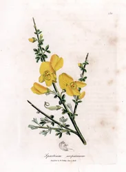 Luo luuta - Tavallinen luuta, Cytisus scoparius. Käsinvärinen kuparilevykaiverrus James Sowerbyn kasvitieteellisestä kuvituksesta William Woodvillesta ja Sir William Jackson Hookerin "" Medical Botany" -teoksesta, John Bohn, Lontoo