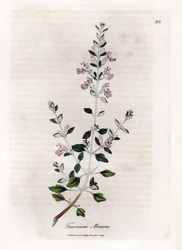 Germandree marum tai kissan germandree - Kissatimjami, Teucrium marum. Käsinvärinen kuparilevykaiverrus James Sowerbyn kasvitieteellisestä kuvituksesta William Woodvillesta ja Sir William Jackson Hookerin "" Medical Botany" -teoksesta, John Bohn, Lontoo
