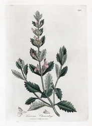 Germandree petit tammi - Saksanpentu, Teucrium chamaedrys. Käsinvärinen kuparilevykaiverrus James Sowerbyn kasvitieteellisestä kuvituksesta William Woodvillesta ja Sir William Jackson Hookerin "" Medical Botany" -teoksesta, John Bohn, Lontoo