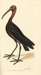 Kiiltävä ibis, Plegadis falcinellus (Bay ibis, Tantalus falcinellus). James Sowerbyn käsinvärinen kuparikaiverrus The British Miscellanysta tai värillisiä hahmoja uusista, harvinaisista tai vähän tunnetuista eläimistä.