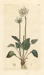 Grassy of Parnassus, Parnassia palustris Käsinvärinen kuparikaiverrus James Sowerbyn kuvituksen jälkeen James Smithin Englannin kasvitieteestä Lontoossa