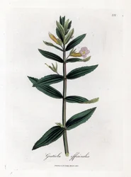 Gratiole officinale - Hedge-iisoppi, Gratiola officinalis. Käsinvärinen kuparilevykaiverrus James Sowerbyn kasvitieteellisestä kuvituksesta William Woodvillesta ja Sir William Jackson Hookerin "" Medical Botany" -teoksesta, John Bohn, Lontoo
