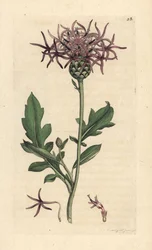 Suurruoho, Centaurea scabiosa (Centauree scabieuse) Käsinvärinen kuparikaiverrus James Sowerbyn piirustuksen jälkeen James Smithin Englannin kasvitieteestä Lontoossa