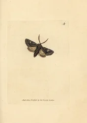 Vihreäsilmäinen pistekoi, Valeria oleagina (Phalaena Bombyx oleagina). James Sowerbyn käsinvärinen kuparikaiverrus The British Miscellanysta tai värillisiä hahmoja uusista, harvinaisista tai vähän tunnetuista eläimistä.