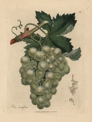 Vihreät viinirypäleet, viiniköynnös ja lehdet, Vitis vinifera
