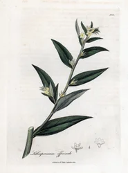 Gremil officinal tai helmiruoho - Gromwell, Lithospermum officinale. Käsinvärinen kuparilevykaiverrus James Sowerbyn kasvitieteellisestä kuvituksesta William Woodvillesta ja Sir William Jackson Hookerin "" Medical Botany" -teoksesta, John Bohn, Lontoo
