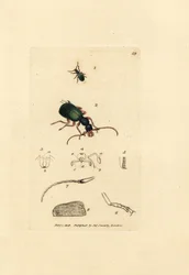 Maakuoriainen, Drypta dentata (kultasuinen carabus, Carabus chrysostomos). James Sowerbyn käsinvärinen kuparikaiverrus The British Miscellanysta tai värillisiä hahmoja uusista, harvinaisista tai vähän tunnetuista eläimistä.