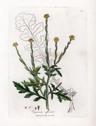 Yrtti laulajalla tai pensasaitojen ruohoa tai velaaria - Pensasinappi, Erysium officinale. Käsinvärinen kuparilevykaiverrus James Sowerbyn kasvitieteellisestä kuvituksesta William Woodvillesta ja Sir William Jackson Hookerin "" Medical Botany" -teoksesta, 
