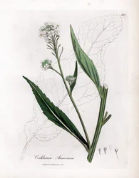 Piparjuuri tai cranson - piparjuuri, Armoracia rusticana. Käsinvärinen kuparilevykaiverrus James Sowerbyn kasvitieteellisestä kuvituksesta William Woodvillesta ja Sir William Jackson Hookerin "" Medical Botany" -teoksesta, John Bohn, Lontoo