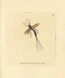 Ichneumon persu, Rhyssa persuasoria (Ichneumon persuasorius). James Sowerbyn käsinvärinen kuparikaiverrus The British Miscellanysta tai värillisiä hahmoja uusista, harvinaisista tai vähän tunnetuista eläimistä.
