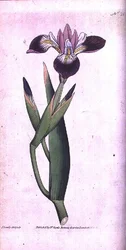 Iris vericolour, levy 21 William Curtisin "The Botanical Magazinesta" (tai "Flower Garden Displayed"), taiteilijan kaivertama, pub. 1787 (kaiverrus)