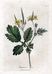 Suuri chelidoine tai suuri kevyt - iso celandine, Chelidonium majus. Käsinvärinen kuparilevykaiverrus James Sowerbyn kasvitieteellisestä kuvituksesta William Woodvillesta ja Sir William Jackson Hookerin "" Medical Botany" -teoksesta, John Bohn, Lontoo