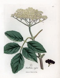 Iso selja tai mustaselja - mustaselja, Sambucus nigra. Käsin väritetty kuparikaiverrus James Sowerbyn kasvitieteellisen kuvituksen pohjalta William Woodvillen ja Sir William Jackson Hookerin teoksesta Medical Botany, John Bohn, Lontoo
