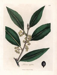 Laurier-kastike. Käsinvärjätty kuparikaiverrus James Sowerbyn (1757-1822) piirroksesta Botanique Medicinalessa