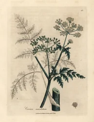 Hemlockin, Conium maculatum, lehdet ja kukat