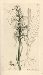 Pieni perhonen orchis, Platanthera bifolia (Orchis bifolia). Käsinvärinen kuparikaiverrus James Sowerbyn kuvituksen jälkeen James Smithin Englannin kasvitieteellisestä lehdestä Lontoossa