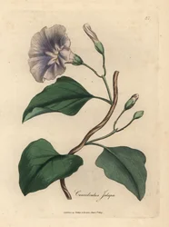 Lila kukkainen jalapbindweed, Convolvulus jalapa