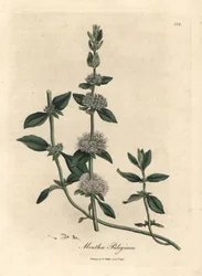Lila kukkainen pennyroyal minttu, Mentha talja