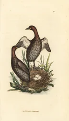 Pikku-uikku, Tachybaptus ruficollis (pieni mustaleukainen uikku, Colymbus hebridicus?). Pari pesällä, jossa on kolme munaa. James Sowerbyn käsin väritetty kuparipiirros teoksesta The British Miscellany, or Coloured figures of new, rare, or little known