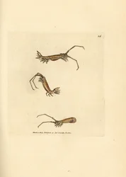 Pitkäsarvijalkainen, Astacilla longicornis (Oniscus longicornis). James Sowerbyn käsinvärinen kuparikaiverrus The British Miscellanysta tai värillisiä hahmoja uusista, harvinaisista tai vähän tunnetuista eläimistä.
