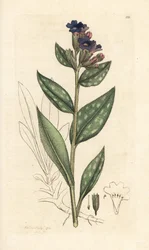 Lungwort, Pulmonaria officinalis (keuhko) Käsinvärinen kuparikaiverrus James Sowerbyn kuvituksen mukaan James Smithin Englannin kasvitieteestä Lontoossa