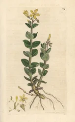 Marsh-mäkikuisma, Hypericum elodes (Mäkikuisma) Käsinvärinen kuparikaiverrus James Sowerbyn kuvituksesta James Smithin Englannin kasvitieteestä Lontoossa