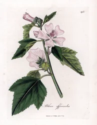 Marshmallow officinale tai villi tai valkoinen violetti vaahtokarkki, Althaea officinalis. Käsinvärinen kuparilevykaiverrus James Sowerbyn kasvitieteellisestä kuvituksesta William Woodvillesta ja Sir William Jackson Hookerin "" Medical Botany" -teoksesta, 