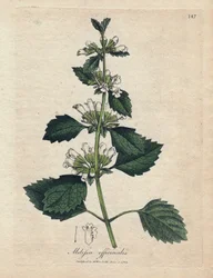 Melisse officinale (Melissa officinalis). Käsinvärjätty kuparikaiverrus James Sowerbyn kuvituksesta. Ote William Woodvillen ja Sir William Jackson Hookerin kirjasta "" Botanique medicale"" 1832. Väsymätön Sowerby (1757-1822) piirsi