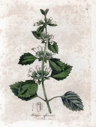 Melisse officinale tai melisse sitruunaruoho - tavallinen balsami, Melissa officinalis. Käsinvärinen kuparilevykaiverrus James Sowerbyn kasvitieteellisestä kuvituksesta William Woodvillesta ja Sir William Jackson Hookerin "" Medical Botany" -teoksesta, Joh