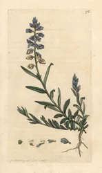 Milkwort, Polygala vulgaris Käsinvärinen kuparikaiverrus James Sowerbyn kuvituksen mukaan James Smithin Englannin kasvitieteestä Lontoossa