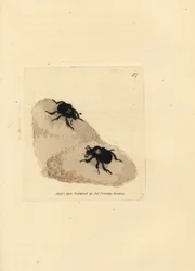 Minotauruskuoriainen, Typhaeus typhoeus (Scarabaeus pumilus). James Sowerbyn käsinvärinen kuparikaiverrus The British Miscellanysta tai värillisiä hahmoja uusista, harvinaisista tai vähän tunnetuista eläimistä.