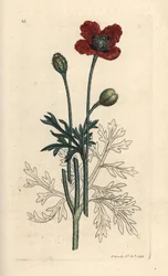 Sekarotuikko tai pyöreä piikikäs unikko, Papaver hybridum. Käsinvärinen kuparikaiverrus James Sowerbyn kuvituksen jälkeen James Smithin Englannin kasvitieteellisestä lehdestä Lontoossa